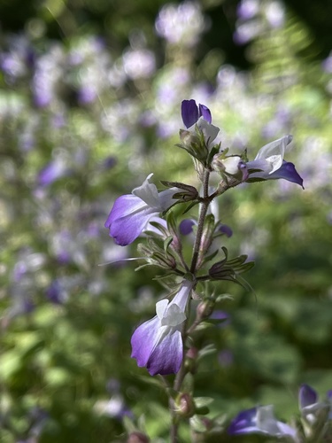 San Francisco blue eyed Mary (Collinsia multicolor)