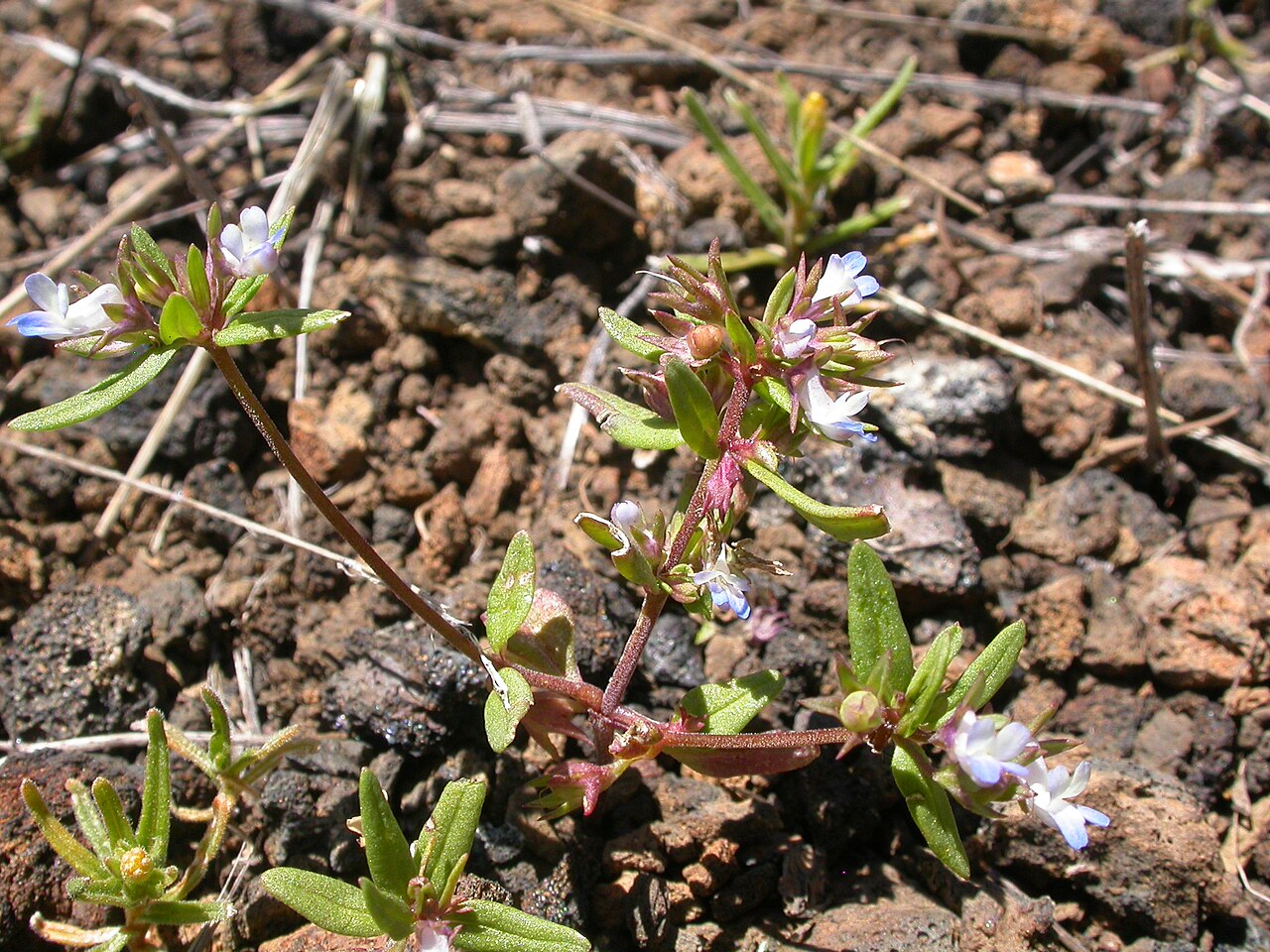 Maiden blue eyed Mary: This annual herb is common throughout much the sagebrush steppe especially across the region of the Snake River plains.