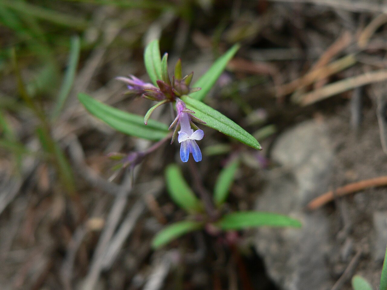 Maiden blue eyed Mary: Small-Flowered Blue-Eyed Mary, Maiden Blue Eyed Mary