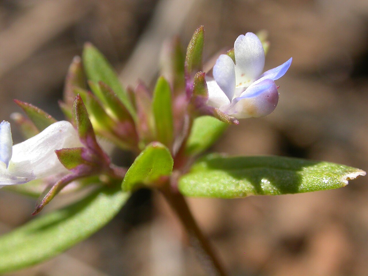 Maiden blue eyed Mary: This annual herb is common throughout much the sagebrush steppe especially across the region of the Snake River plains.