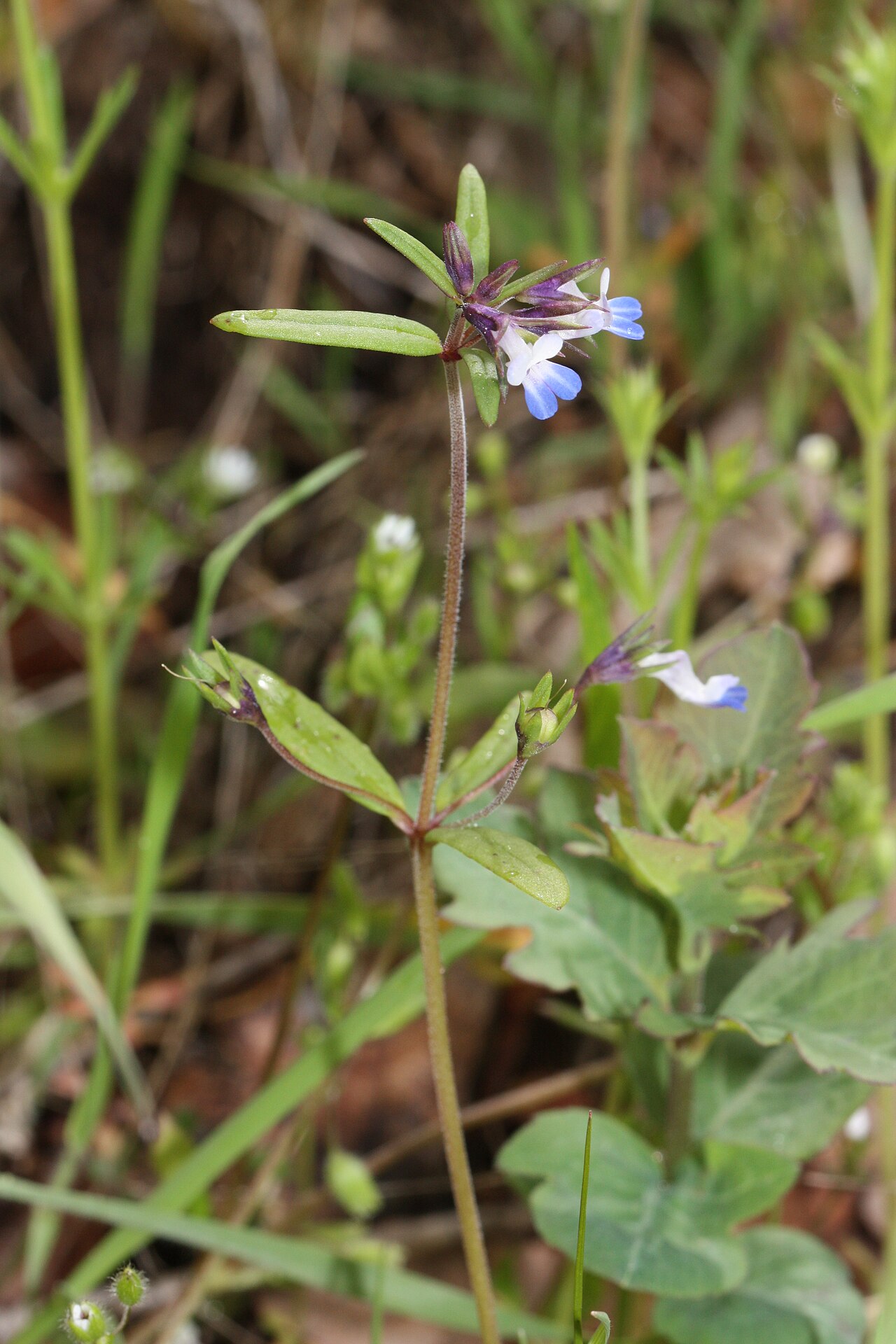 Maiden blue eyed Mary: Small-flowered Blue-eyed Mary, Maiden Blue Eyed Mary Identification by: Hitchcock and Cronquist, p. 422 Viewpoint location: McCall Point Trail, Tom McCall Prese