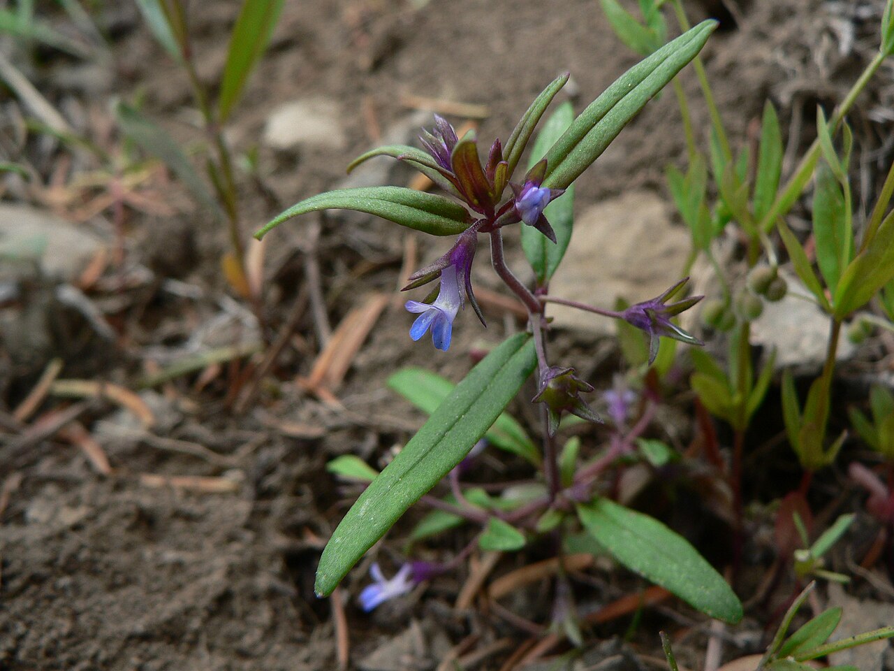 Maiden blue eyed Mary: Small-Flowered Blue-Eyed Mary, Maiden Blue Eyed Mary