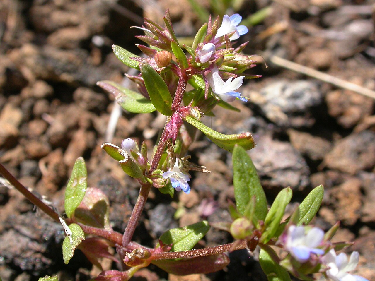 Maiden blue eyed Mary: This annual herb is common throughout much the sagebrush steppe especially across the region of the Snake River plains.