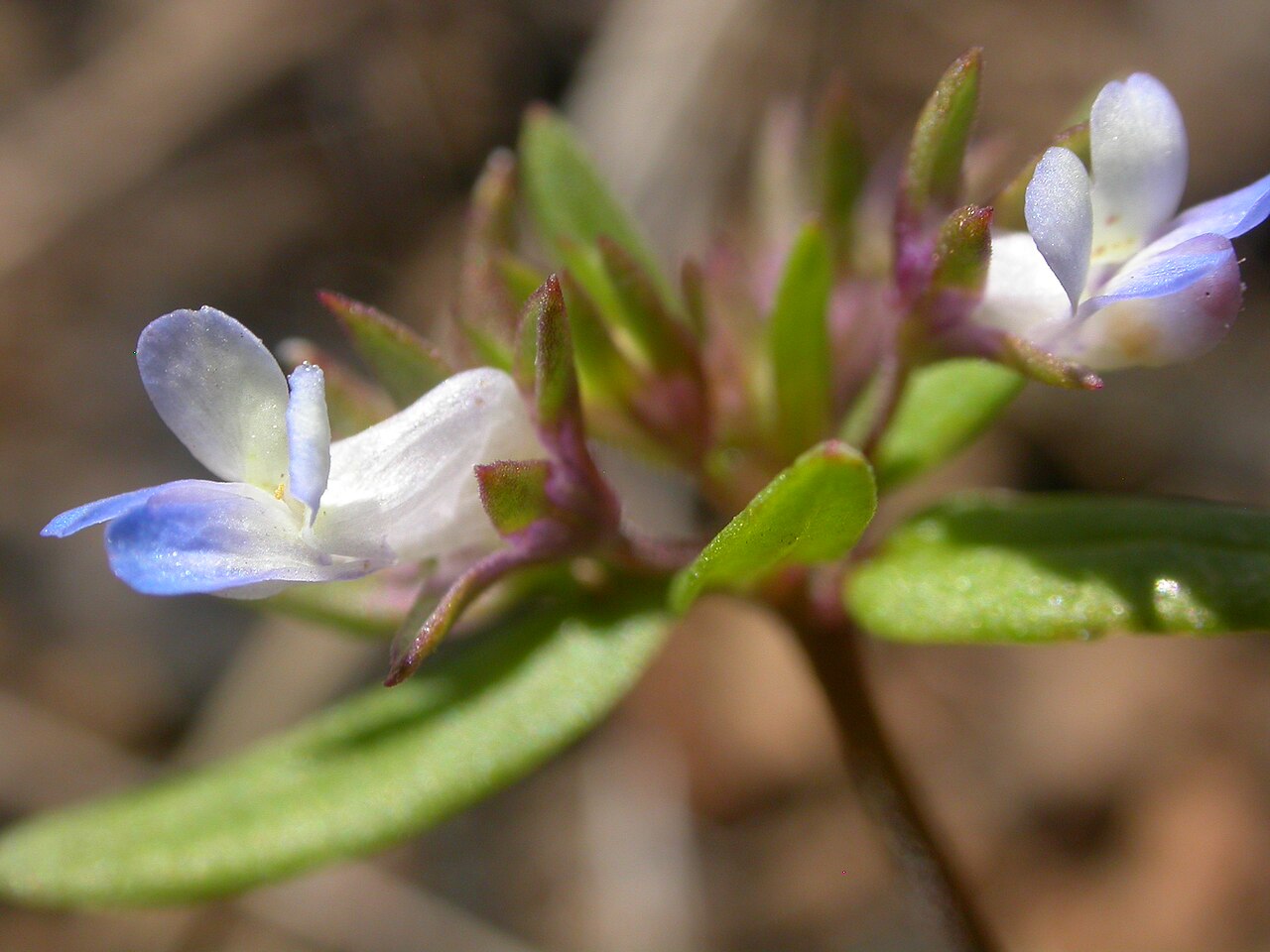 Maiden blue eyed Mary: This annual herb is common throughout much the sagebrush steppe especially across the region of the Snake River plains.