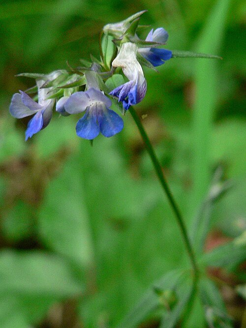 Maiden blue eyed Mary (Collinsia parviflora)