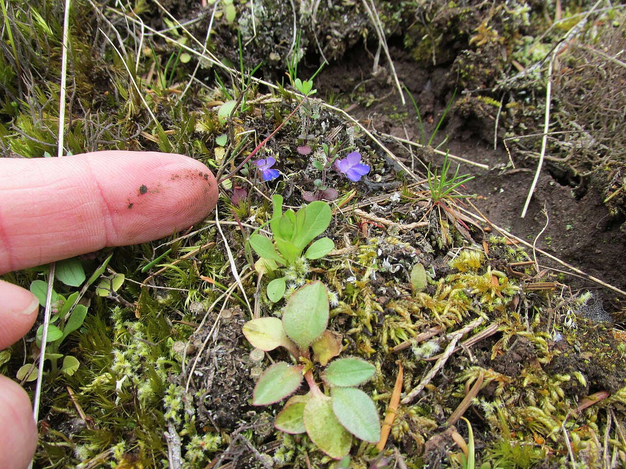 Maiden blue eyed Mary: Collinsia parviflora (blue eyed Mary) Washington Park, Anacortes, Skagit County, Washington