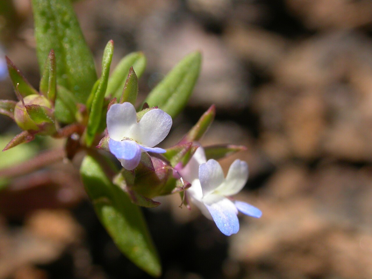 Maiden blue eyed Mary: This annual herb is common throughout much the sagebrush steppe especially across the region of the Snake River plains.