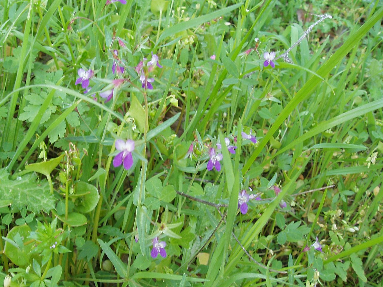 Spinster's blue eyed Mary: Collinsia sparsiflora — spinster's blue-eyed Mary, few-flowered collinsia. In the Morgan Territory Regional Preserve of the East Bay Regional Parks District — i