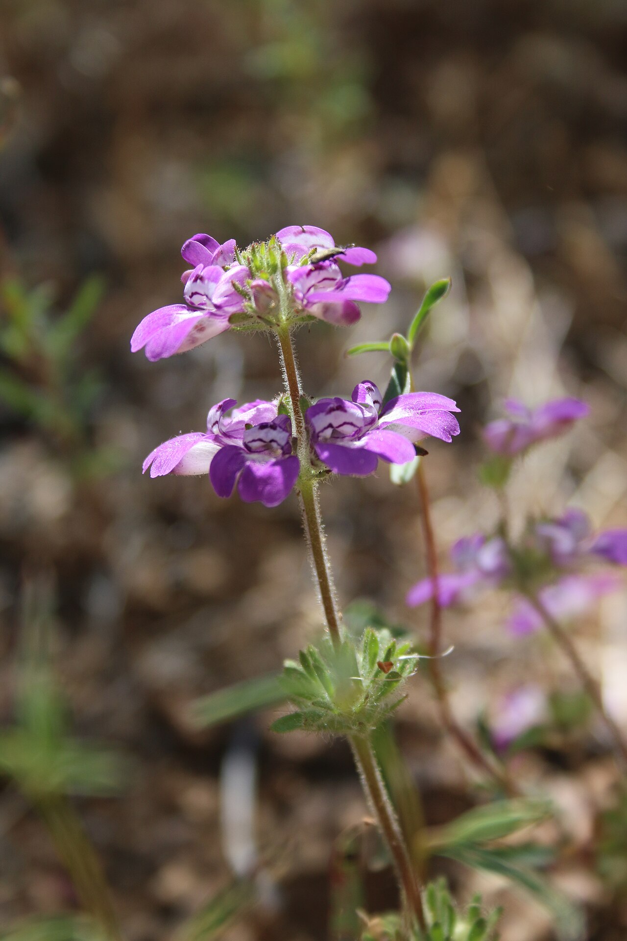 Sticky Chinese houses: Collinsia tinctoria