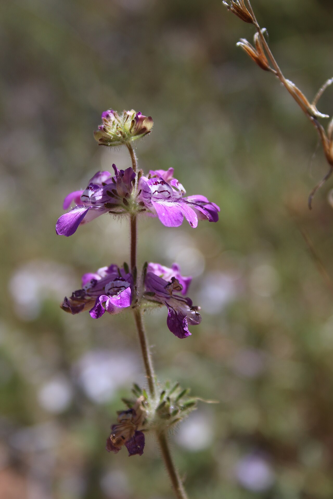 Sticky Chinese houses: Collinsia tinctoria