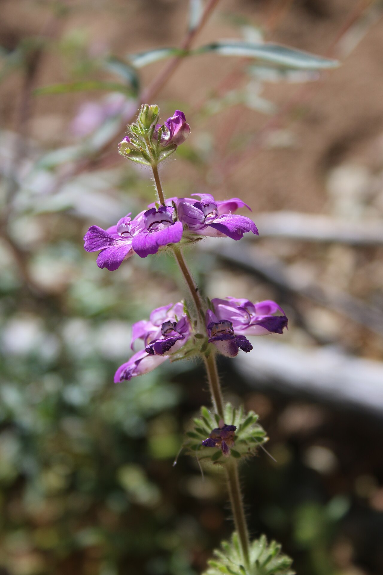 Sticky Chinese houses: Collinsia tinctoria