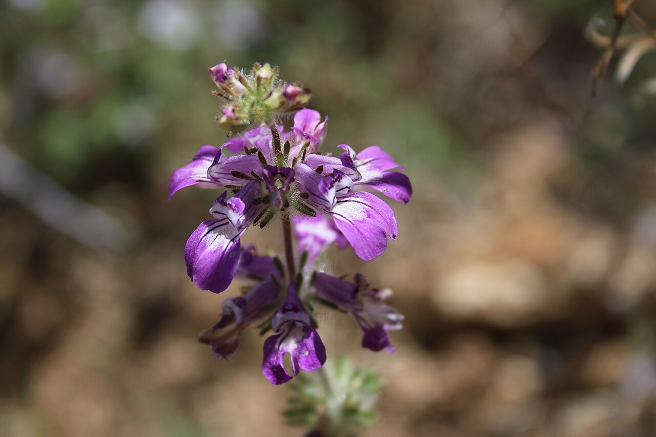 Sticky Chinese houses: Collinsia tinctoria