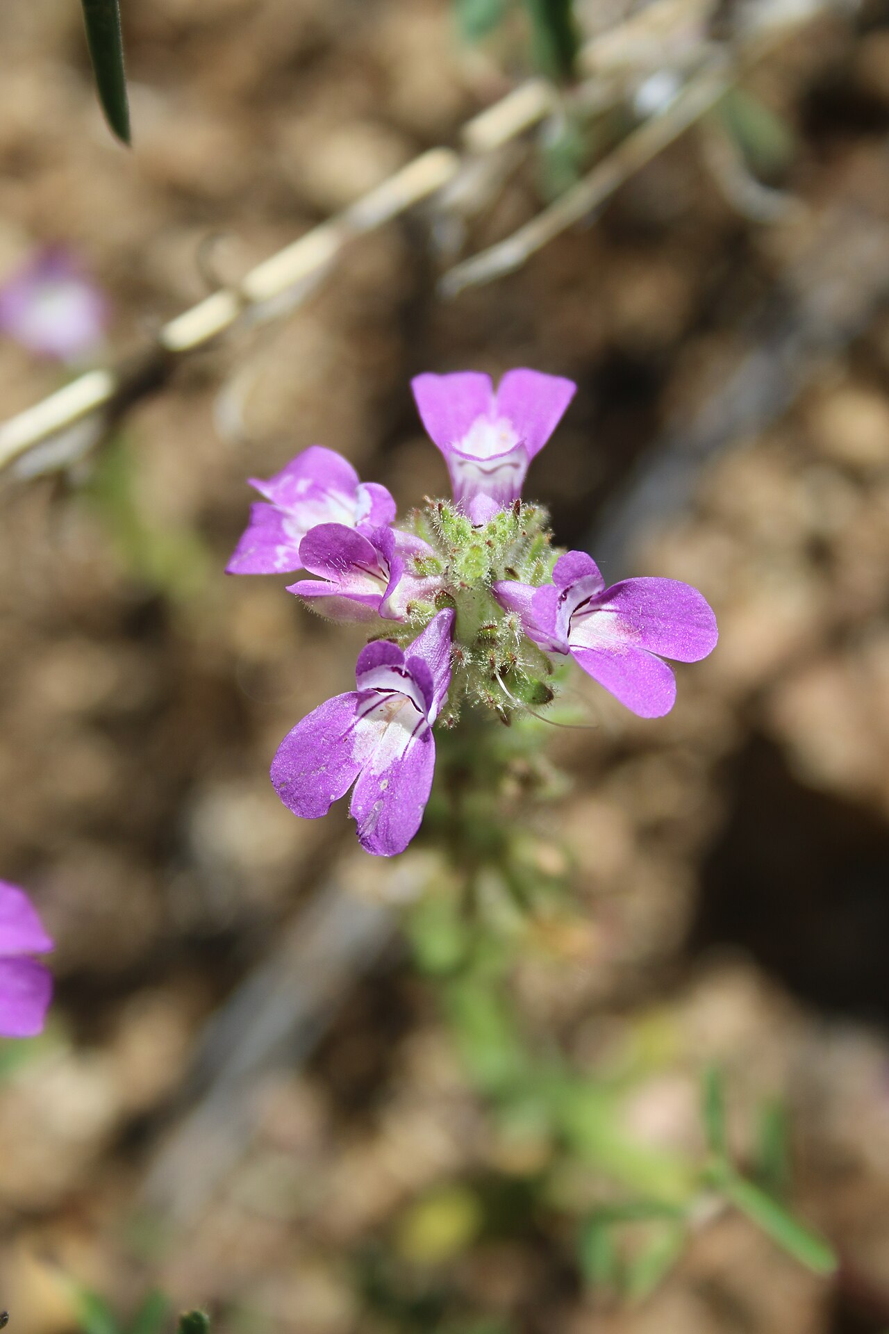 Sticky Chinese houses: Collinsia tinctoria