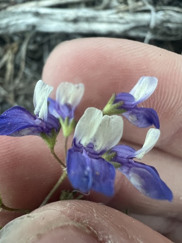 Torrey's blue eyed Mary (Collinsia torreyi)