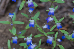 Torrey's blue eyed Mary (Collinsia torreyi)