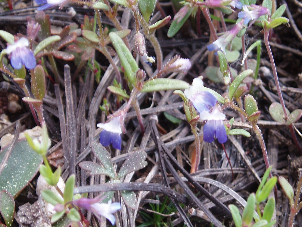 Torrey's blue eyed Mary: Collinsia torreyi - south of Grouse Lake, Mokelumne Wilderness of the Sierra Nevada - California.