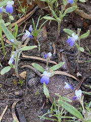 Torrey's blue eyed Mary (Collinsia torreyi)