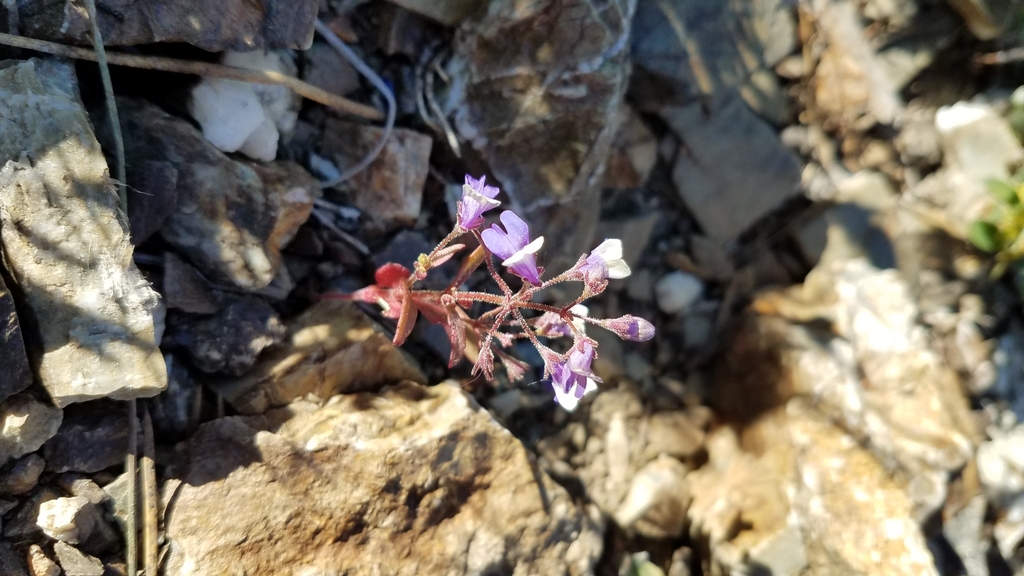 Torrey's blue eyed Mary (Collinsia torreyi)