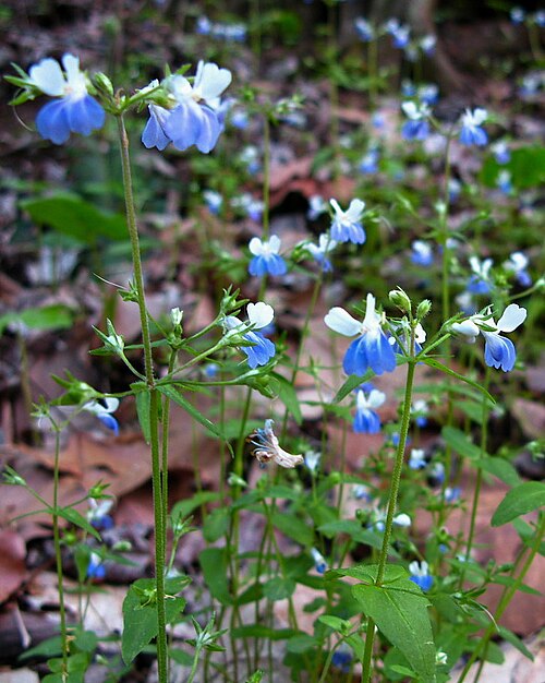 Spring blue eyed Mary: Flowers Forest Floor Blue White