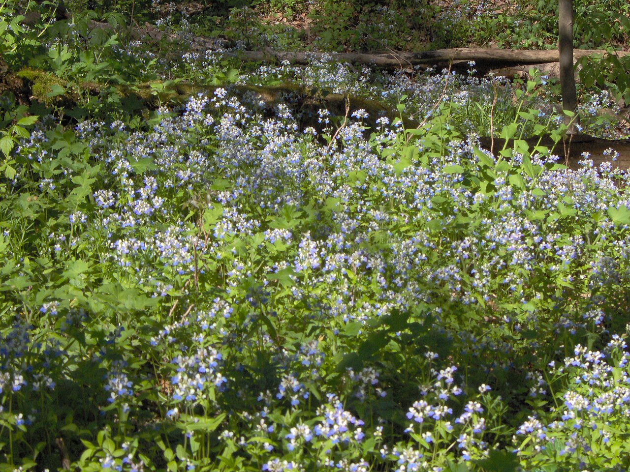 Spring blue eyed Mary: Colony of blue-eyed Mary, Collinsia verna nutt., at the Bluebell Preserve (owned by Athens Conservancy), Athens, Ohio.