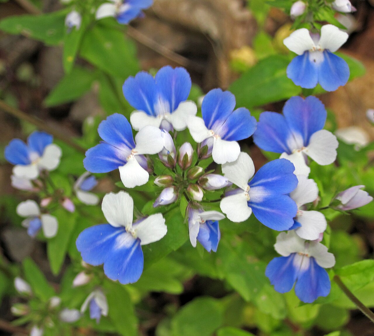 Spring blue eyed Mary: Collinsia verna Nuttall, 1817 - blue-eyed mary in Ohio, USA. (15 April 2017) Plants are multicellular, photosynthesizing eucaryotes. Most species occupy terrest