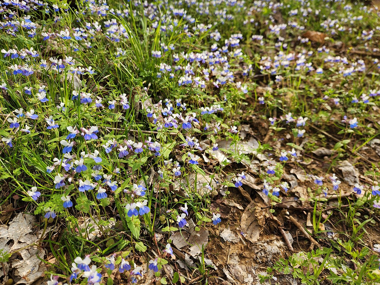 Spring blue eyed Mary: Collinsia verna in Audubon State Park in Henderson, KY
