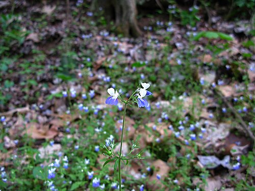 Spring blue eyed Mary: Forest Flowers Blue White