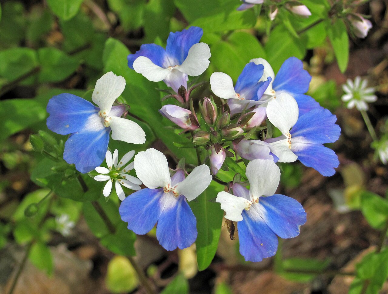 Spring blue eyed Mary: Collinsia verna (blue-eyed mary) (Rock Cut, Muskingum County, Ohio, USA) 2