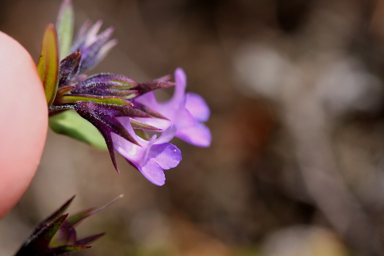 Spring blue eyed Mary: Collinsia verna (spring blue eyed Mary) Washington Park Anacortes, Skagit Couny, Washington, USA wp 109