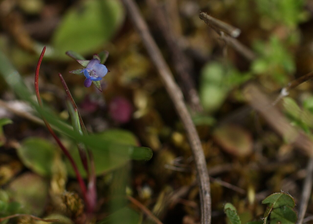 Spring blue eyed Mary: (Teeny-tiny) Blue-Eyed Mary - Collinsia verna