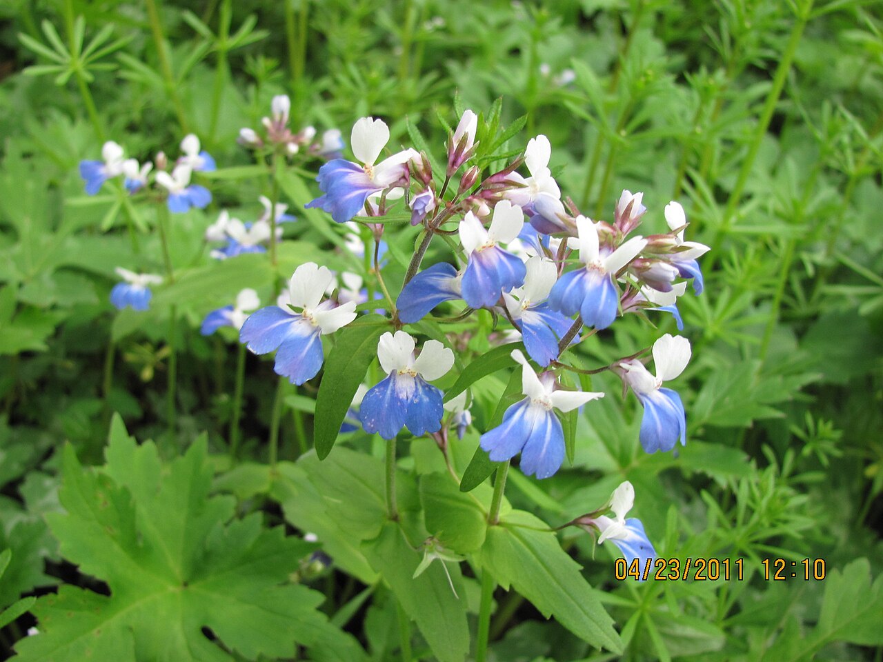 Spring blue eyed Mary: This photo was taken by D. Bentley, a Wayne National Forest PhotoNaturalist volunteer. Wildcat Hollow, Athens Ranger District.