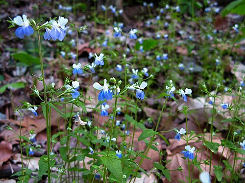 Spring blue eyed Mary: Flowers Forest Floor Blue White