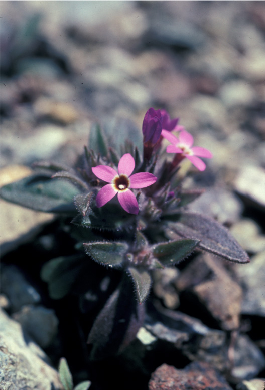 Serpentine collomia: Collomia diversifolia at BLM lands at Eden Valley; serpentines