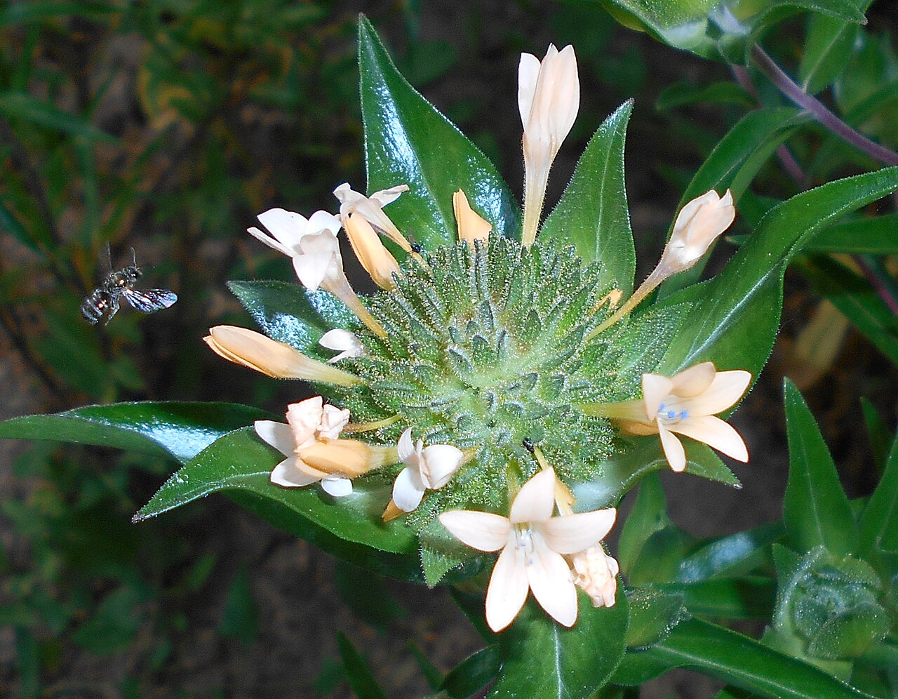 Grand collomia: Collomia grandiflora , Ogród Botaniczny UMCS w Lublinie