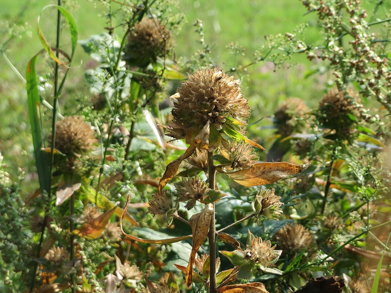 Grand collomia: Großblütige Leimsaat ( Collomia grandiflora ) am Schalkenmehrener Maar
