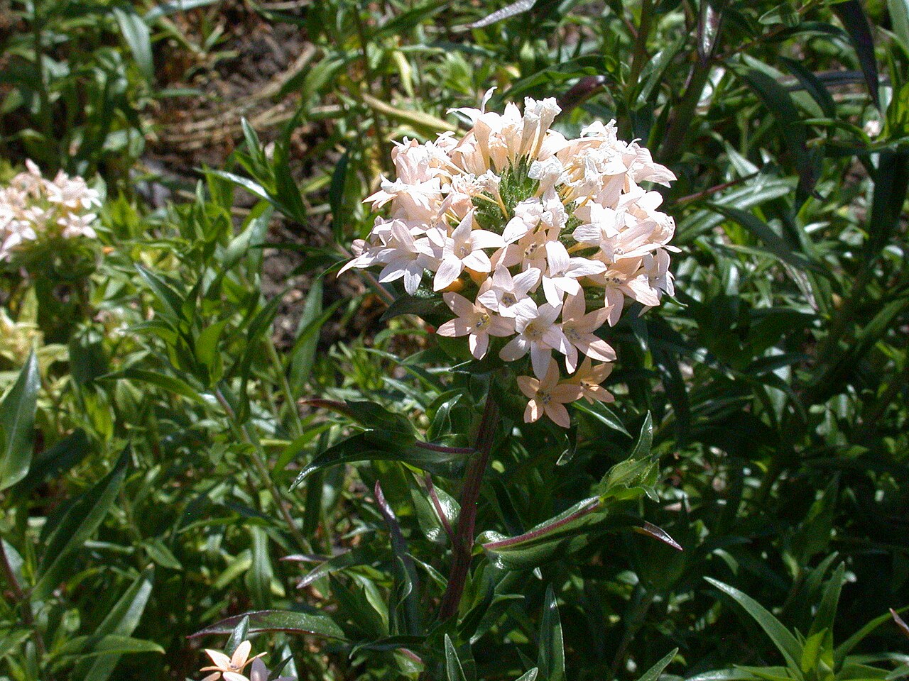 Grand collomia: Specimen labelled: " Collomia grandiflora . Polemoniaceae."