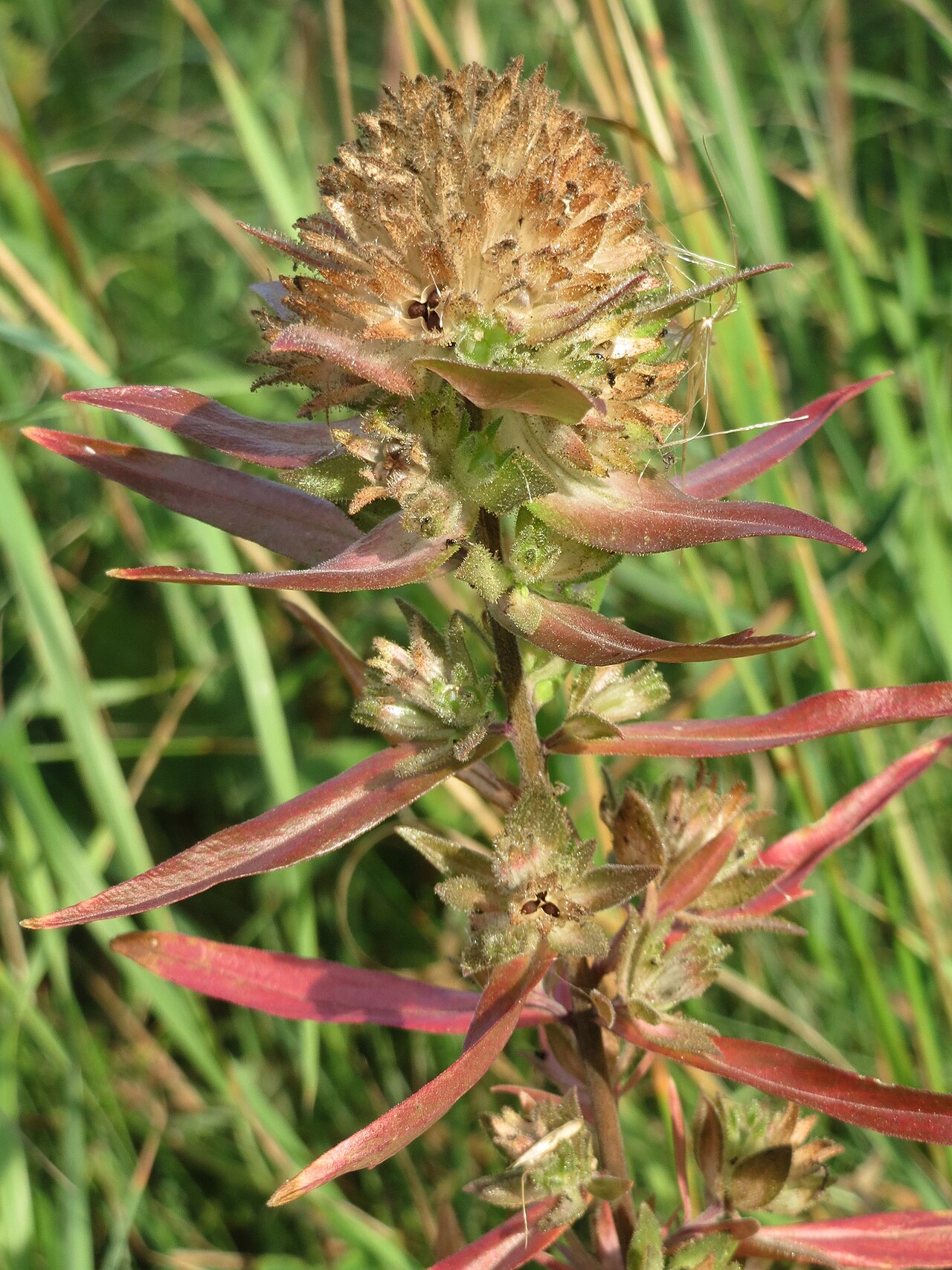 Grand collomia: Großblütige Leimsaat ( Collomia grandiflora ) bei Schalkenmehren