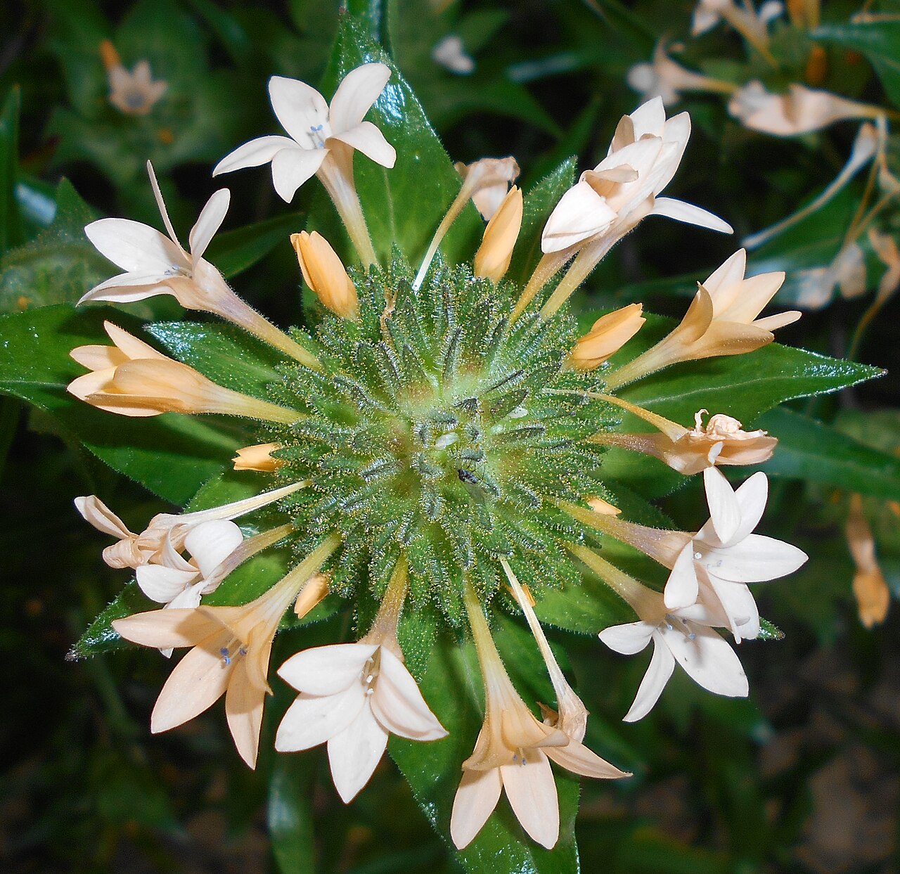 Grand collomia: Collomia grandiflora , Ogród Botaniczny UMCS w Lublinie