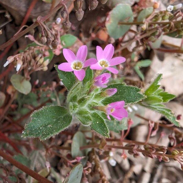 Variableleaf collomia (Collomia heterophylla)