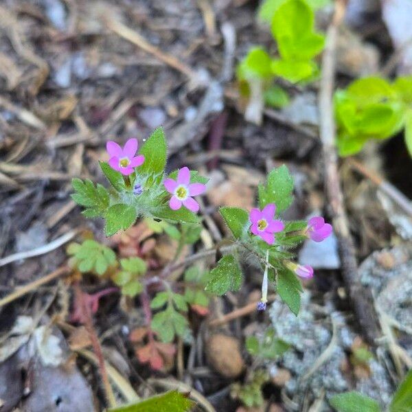 Variableleaf collomia (Collomia heterophylla)