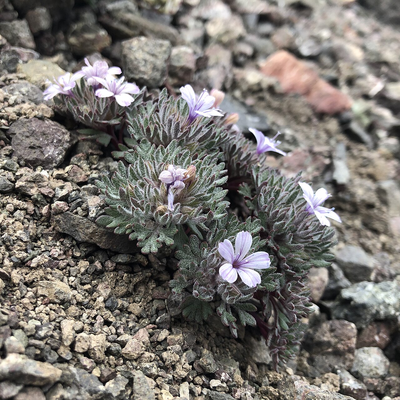 Talus collomia: Talus collomia (Collomia larsenii) growing in a talus slope near Mount Angeles in Olympic National Park