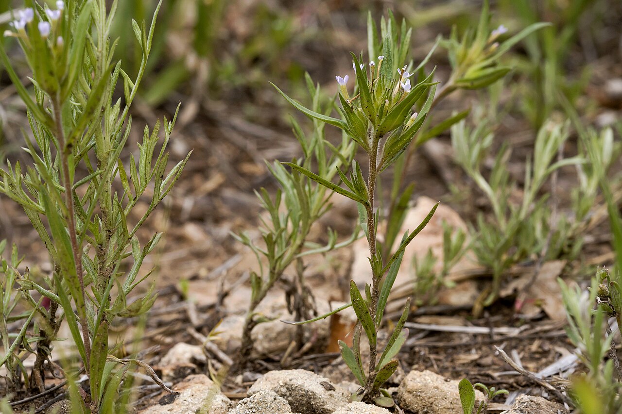 Tiny trumpet: Collomia linearis , Carracas Mesa at the Colorado / New Mexico state line near Eul Point, 36.99964 -107.35072, Rio Arriba Canyon, 23 May 2015.
