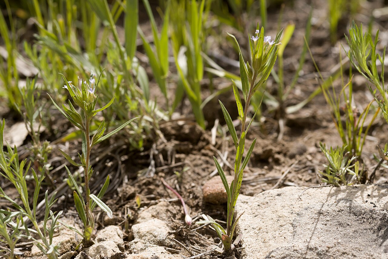 Tiny trumpet: Collomia linearis , Carracas Mesa at the Colorado / New Mexico state line near Eul Point, 36.99964 -107.35072, Rio Arriba Canyon, 23 May 2015.