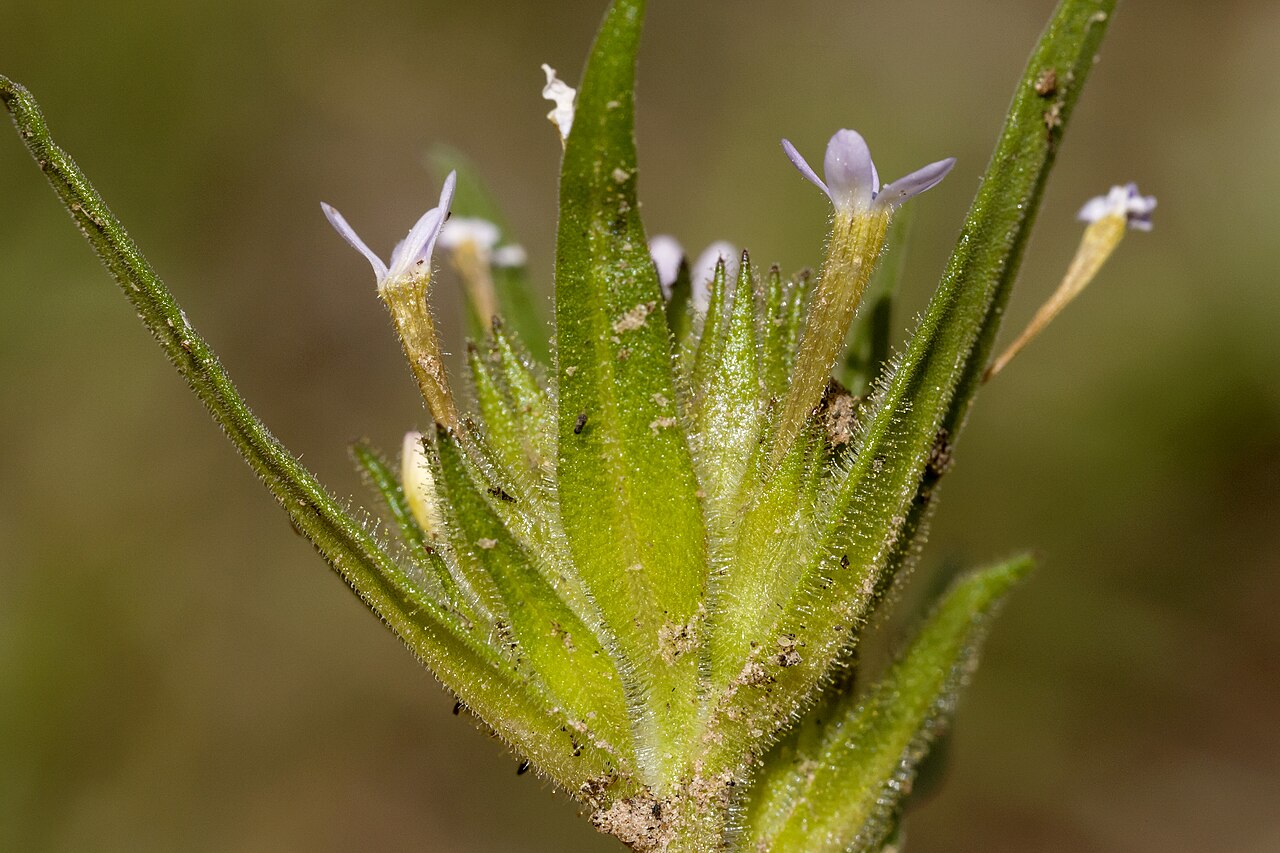 Tiny trumpet: Collomia linearis , Carracas Mesa at the Colorado / New Mexico state line near Eul Point, 36.99964 -107.35072, Rio Arriba Canyon, 23 May 2015.