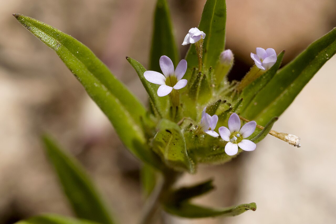 Tiny trumpet: Collomia linearis , Carracas Mesa at the Colorado / New Mexico state line near Eul Point, 36.99964 -107.35072, Rio Arriba Canyon, 23 May 2015.