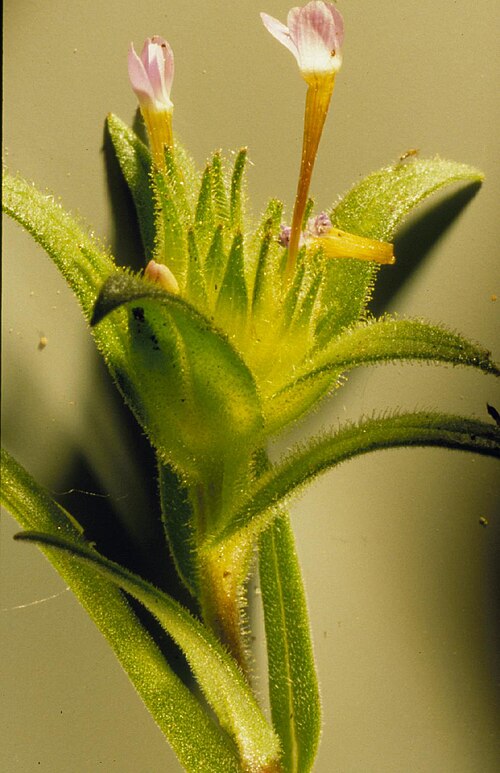 Tiny trumpet: Narrowly tubular flowers are characteristic of many Polemoniaceae. Flowers terminally congested are distinctive to Collomia linearis.
