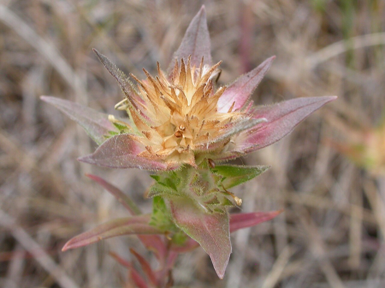 Tiny trumpet: these annuals are very conspicous after flowering when the large inflorescence bracts turn golden brown