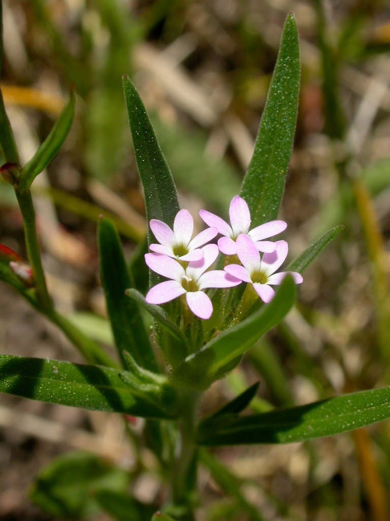 Tiny trumpet: Collomia linearis flowers