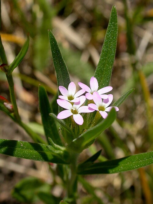 Tiny trumpet: Collomia linearis flowers