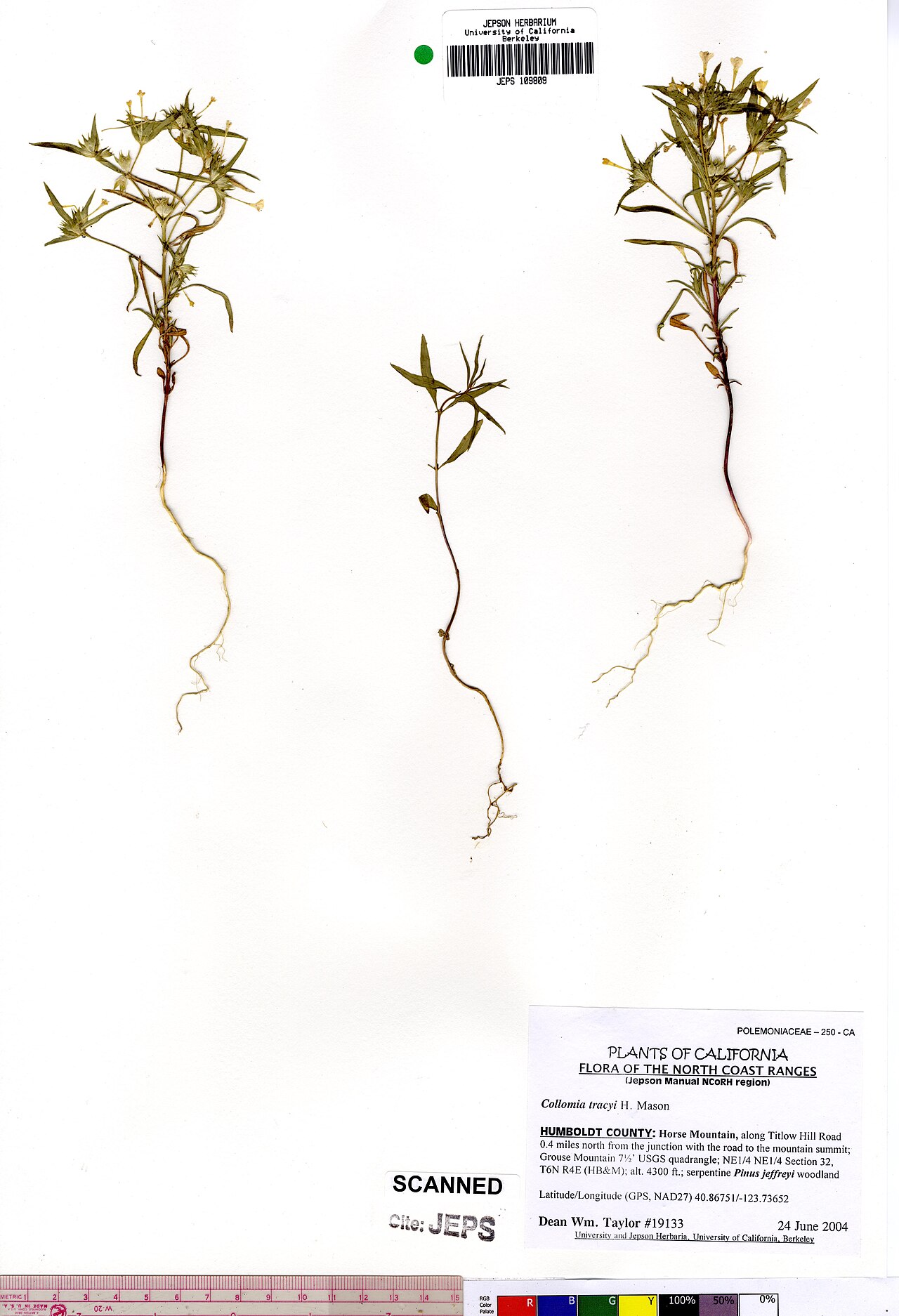 Tracy's collomia: Collomia tracyi JEPS109809